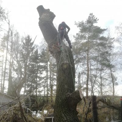 Hinweise auf riskante Baumfällungen